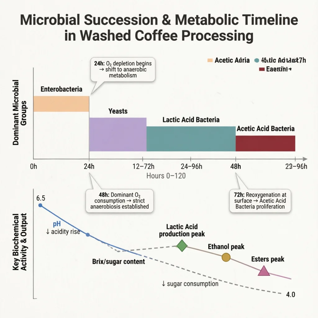The Complete Guide to Coffee Processing Microbiology: From Farm to Fermentation Technical Infographic VIHI Design