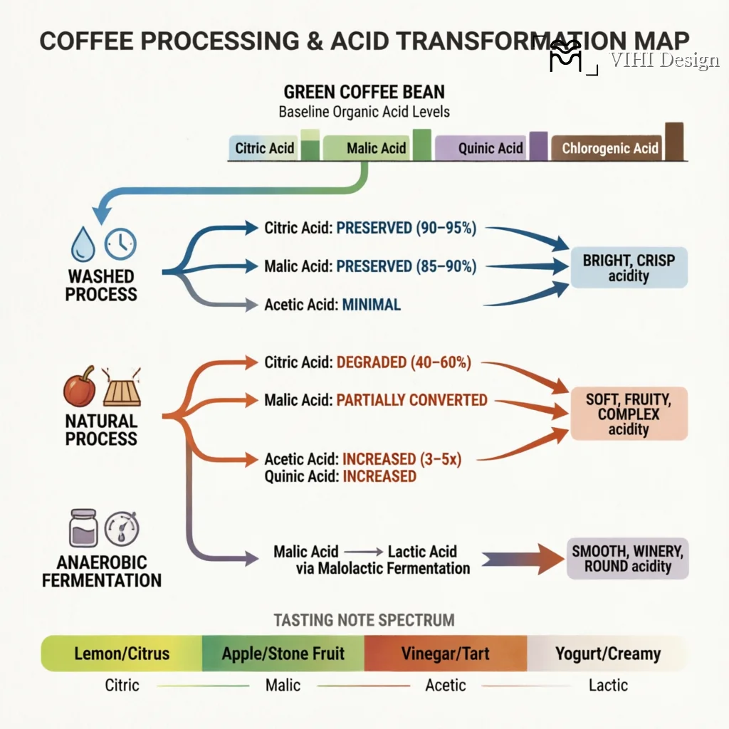 The Impact of Processing on Organic Acids: Citric, Malic, and Acetic Acid Profiles Technical Infographic VIHI Design